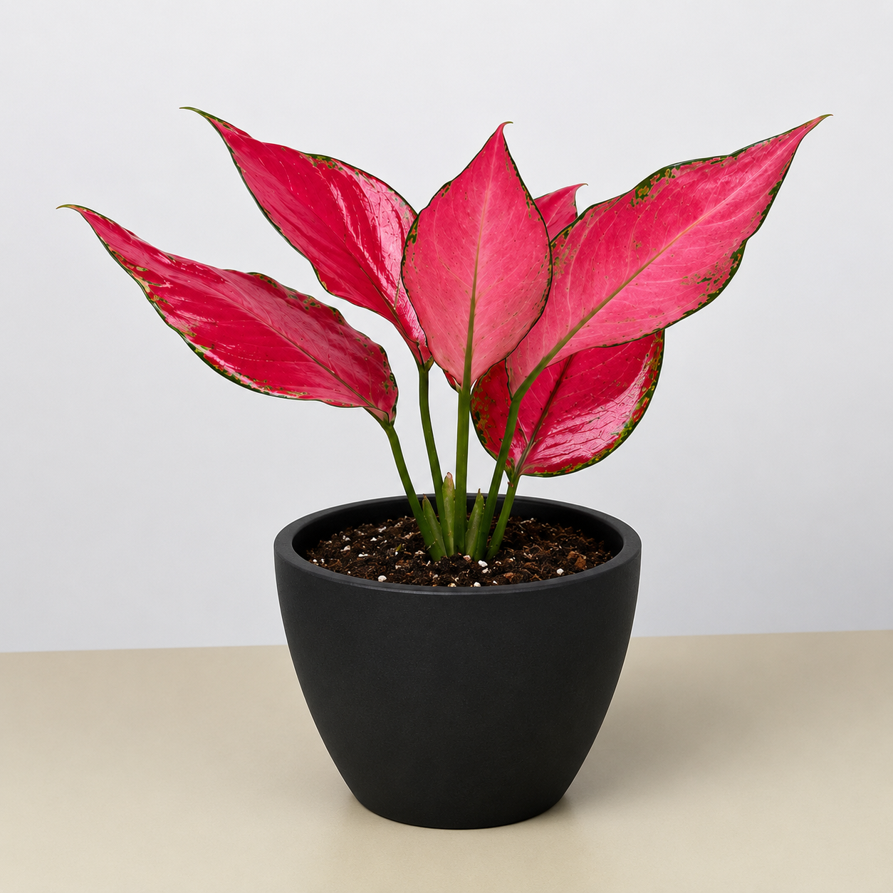 Chinese Evergreen 'Ruby Garuda' - photo 6