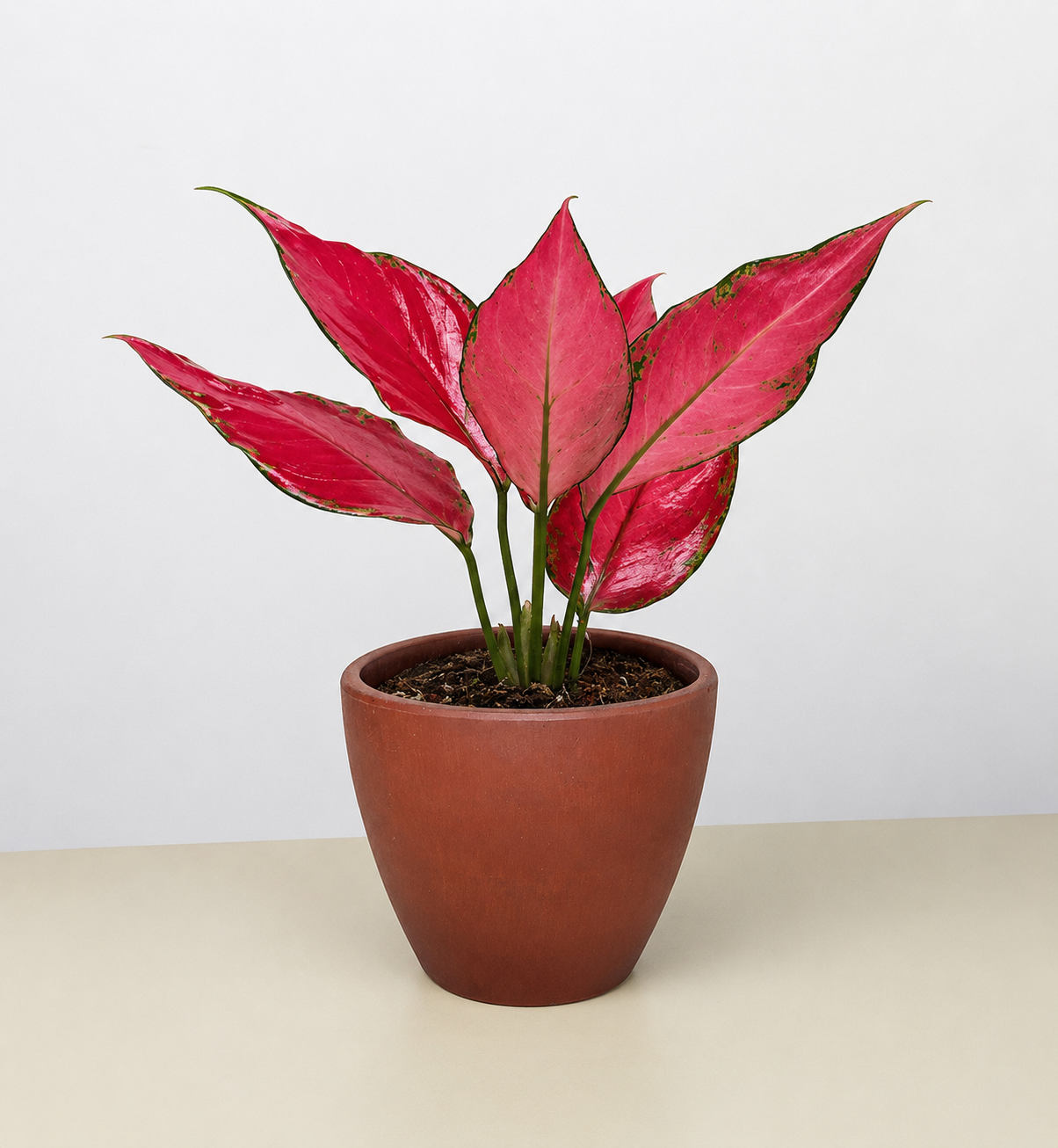 Chinese Evergreen 'Ruby Garuda' - photo 3