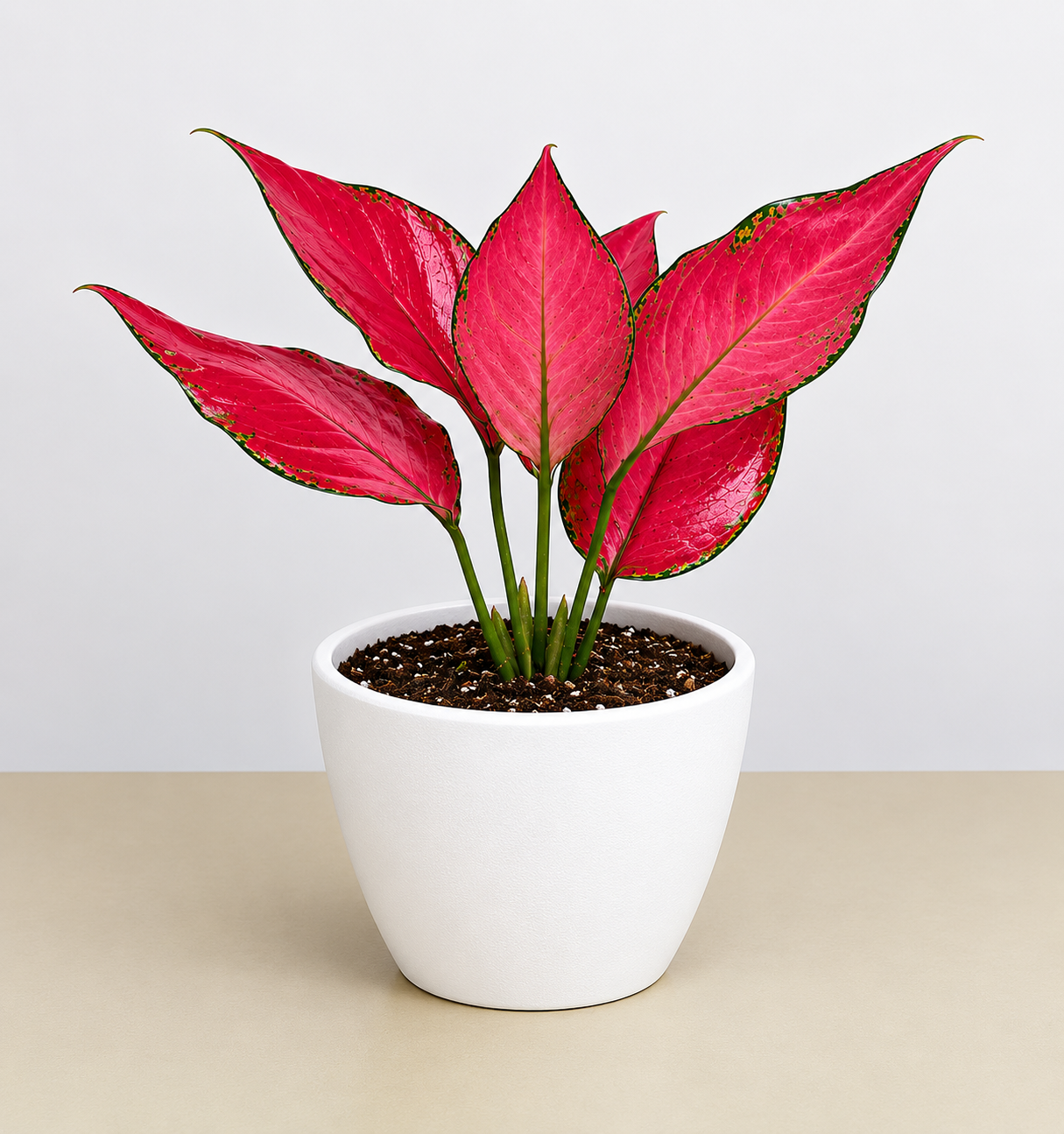 Chinese Evergreen 'Ruby Garuda' - photo 5
