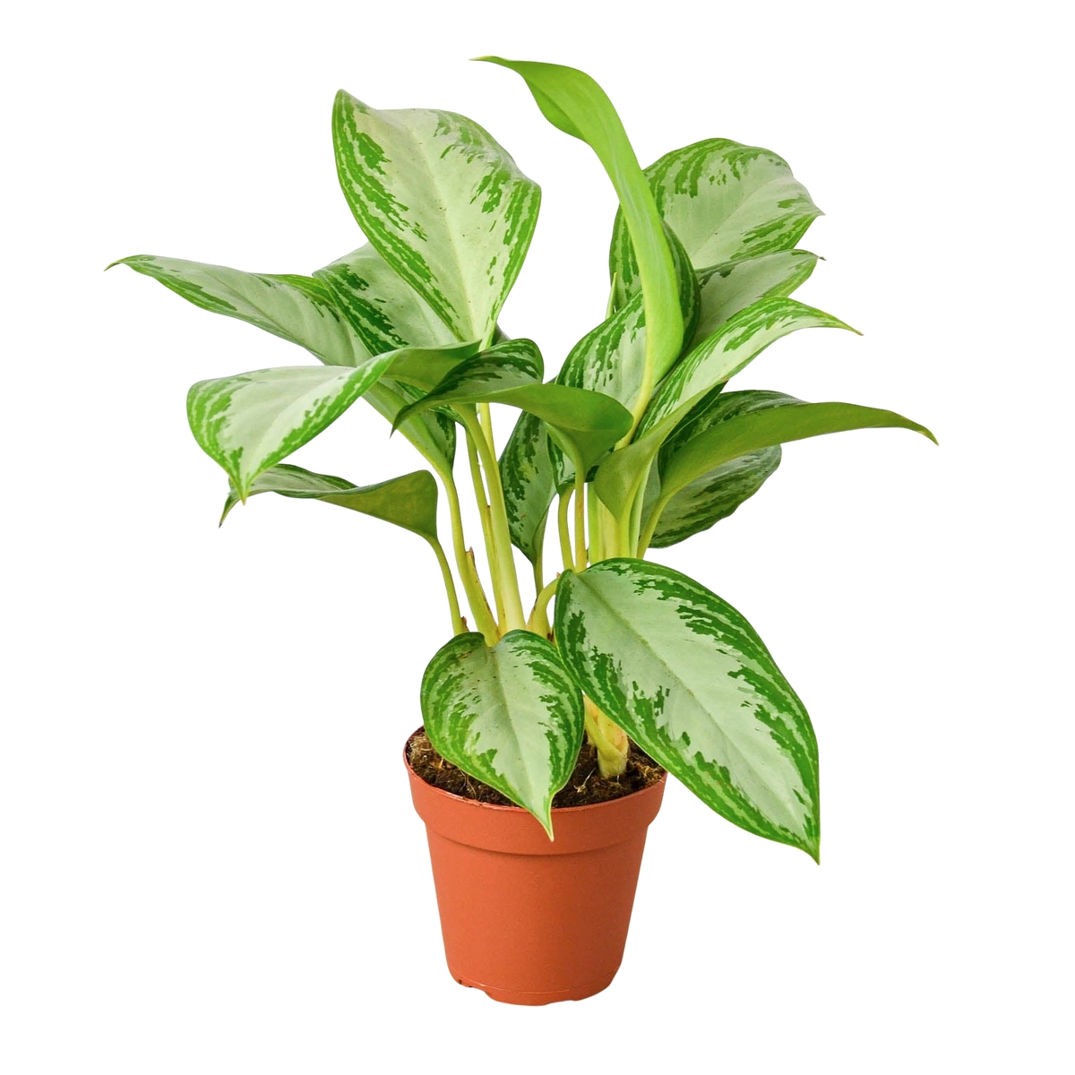Chinese Evergreen 'Silver Bay' live houseplant