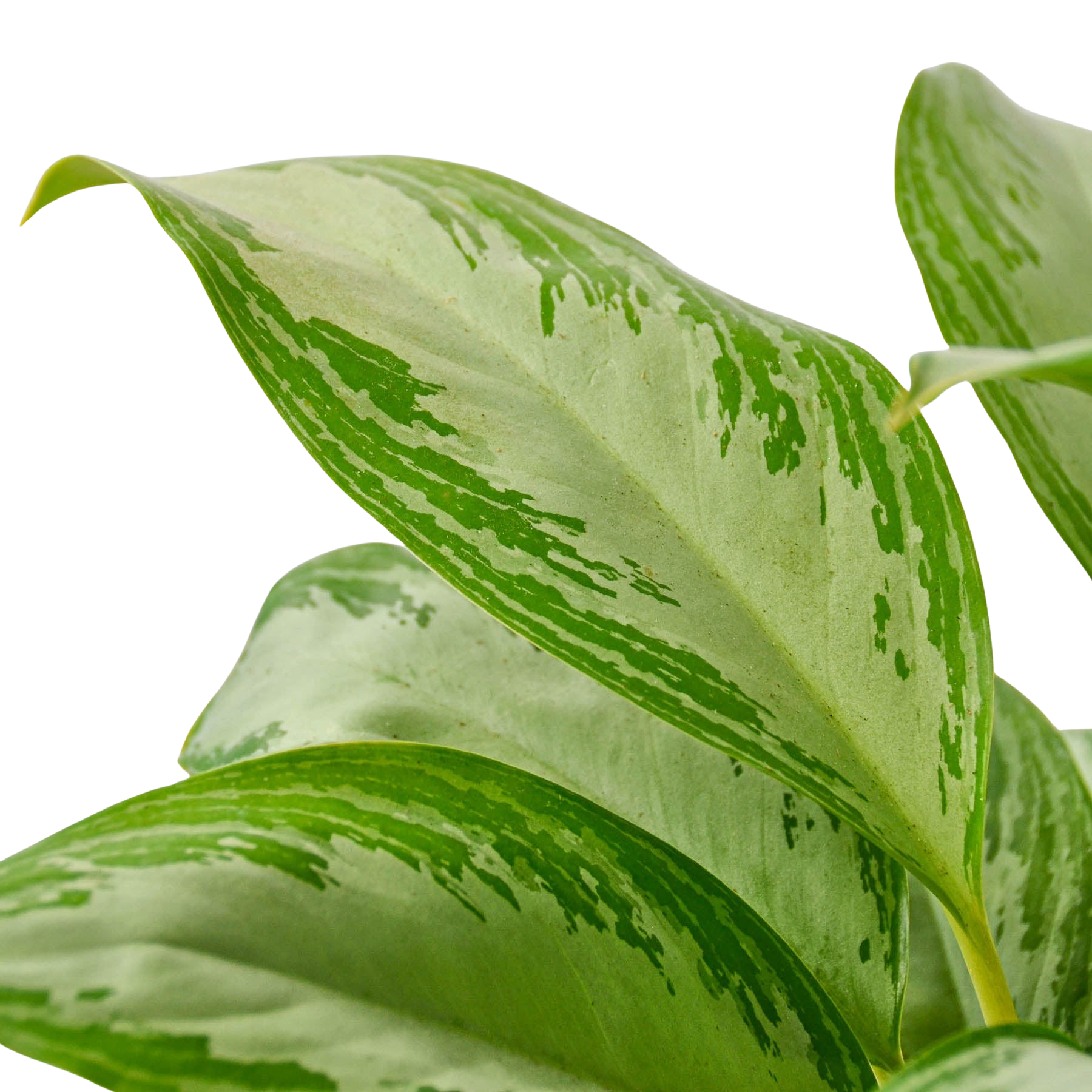 Chinese Evergreen 'Silver Bay' - photo 2