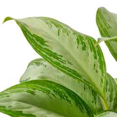 Chinese Evergreen 'Silver Bay' - photo 2