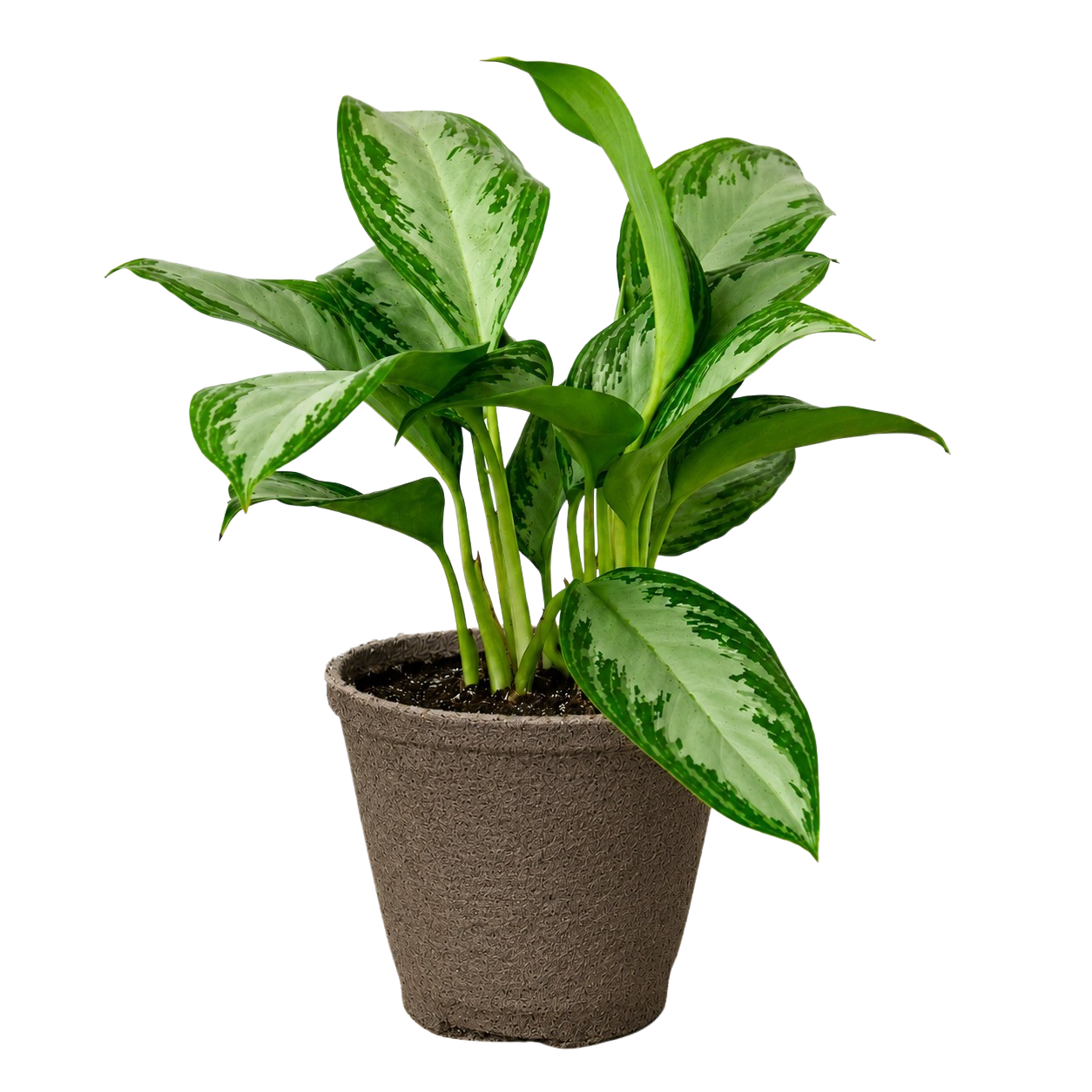 Chinese Evergreen 'Silver Bay' - photo 8