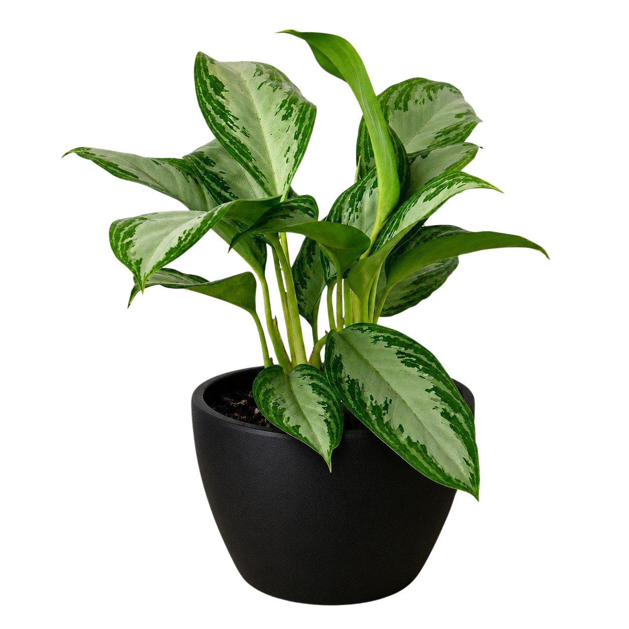 Chinese Evergreen 'Silver Bay' - photo 6