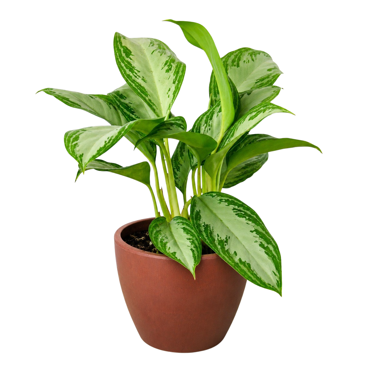 Chinese Evergreen 'Silver Bay' - photo 5