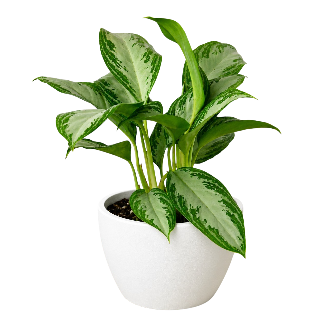 Chinese Evergreen 'Silver Bay' - photo 7
