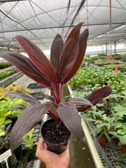 Cordyline 'Calypso Queen' - photo 2