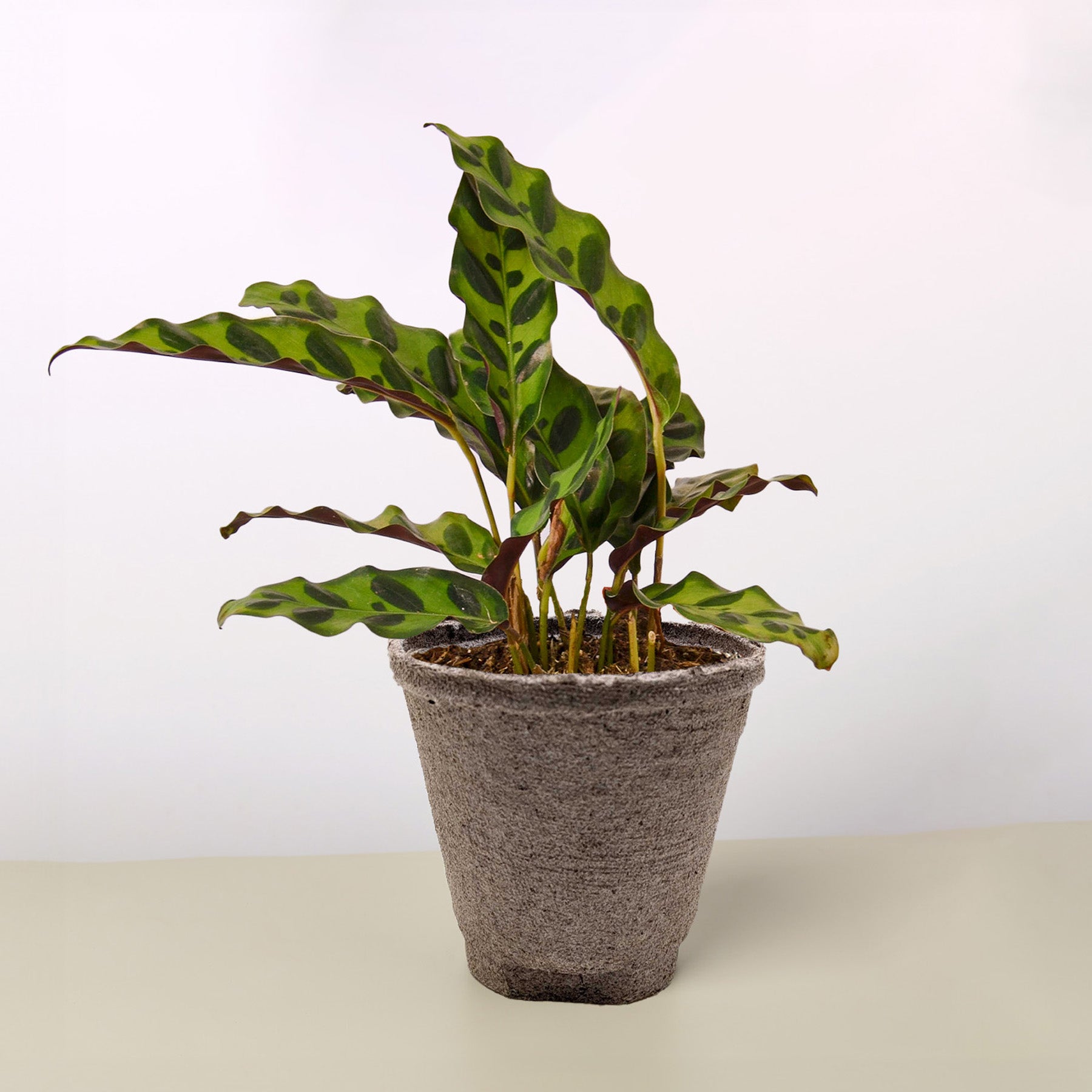 Calathea Lancifolia 'Rattlesnake' - photo 8