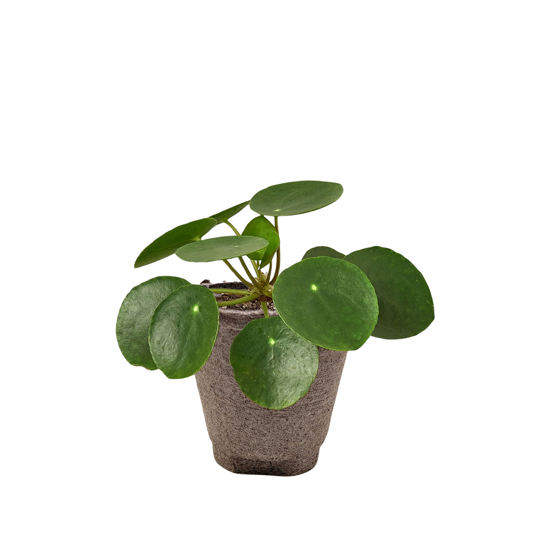 Pilea Peperomioides 'Chinese Money' - photo 2