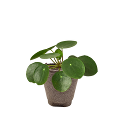 Pilea Peperomioides 'Chinese Money' - photo 2