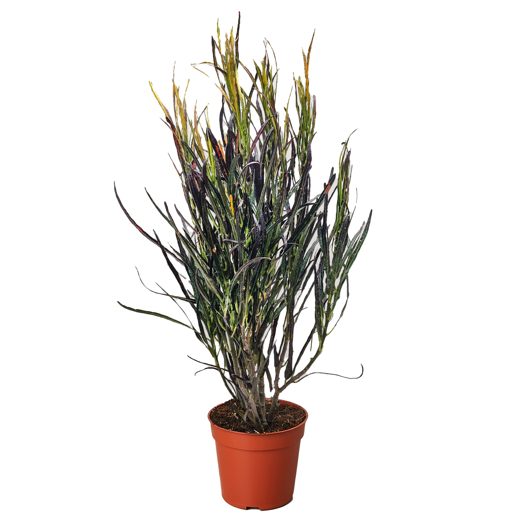 Croton 'Picasso' live houseplant
