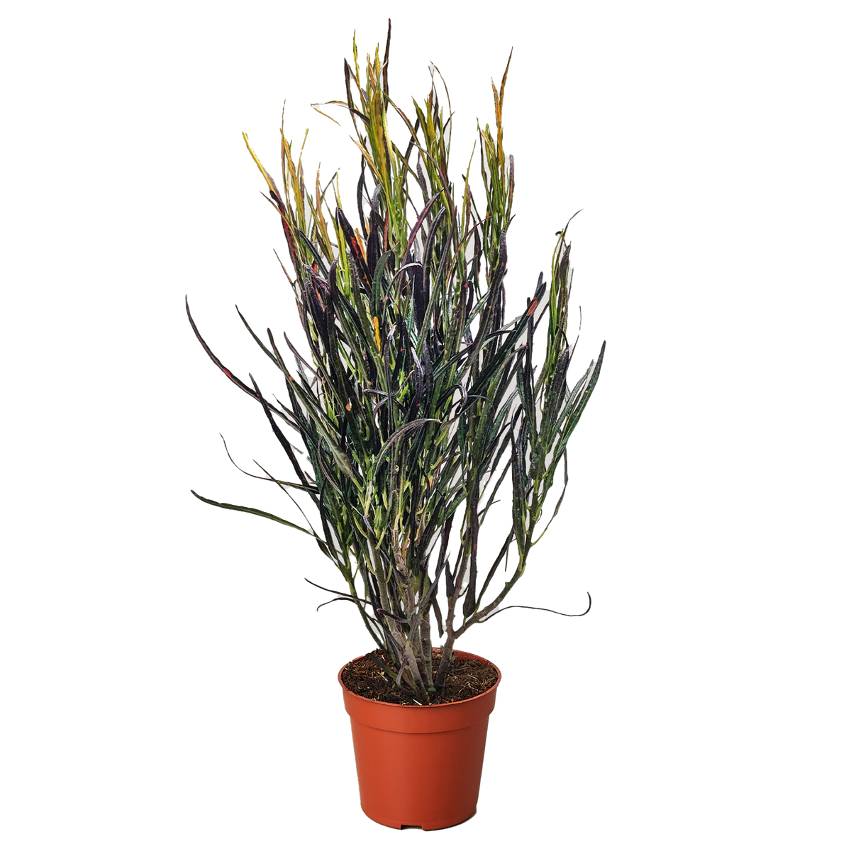 Croton 'Picasso' live houseplant