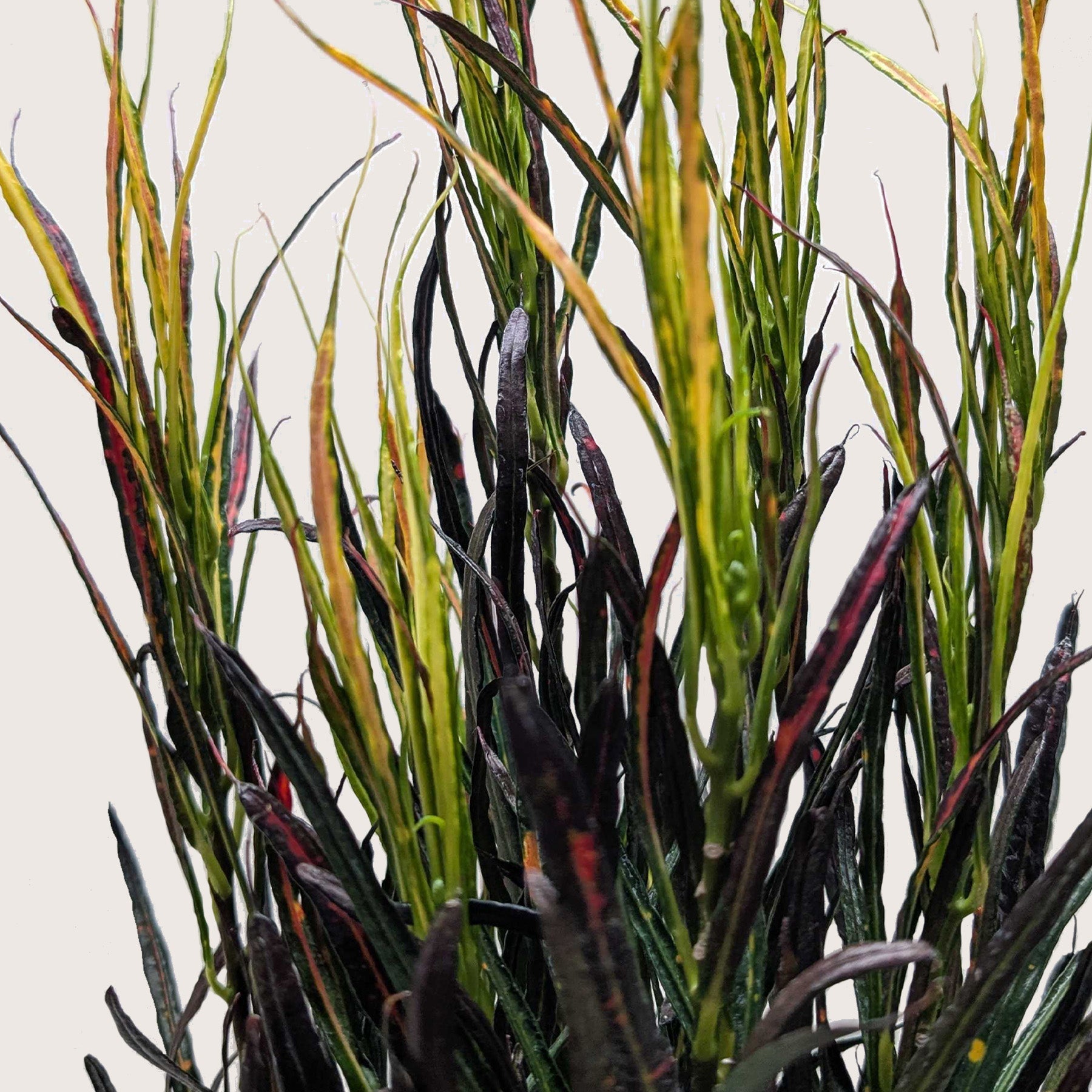 Croton 'Picasso' - photo 2