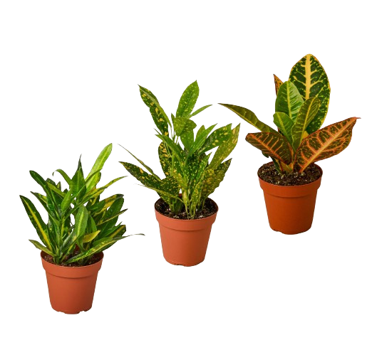3 Croton Variety Pack - photo 3