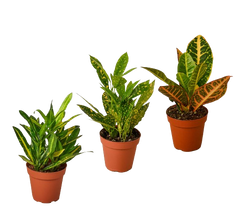 3 Croton Variety Pack - photo 3