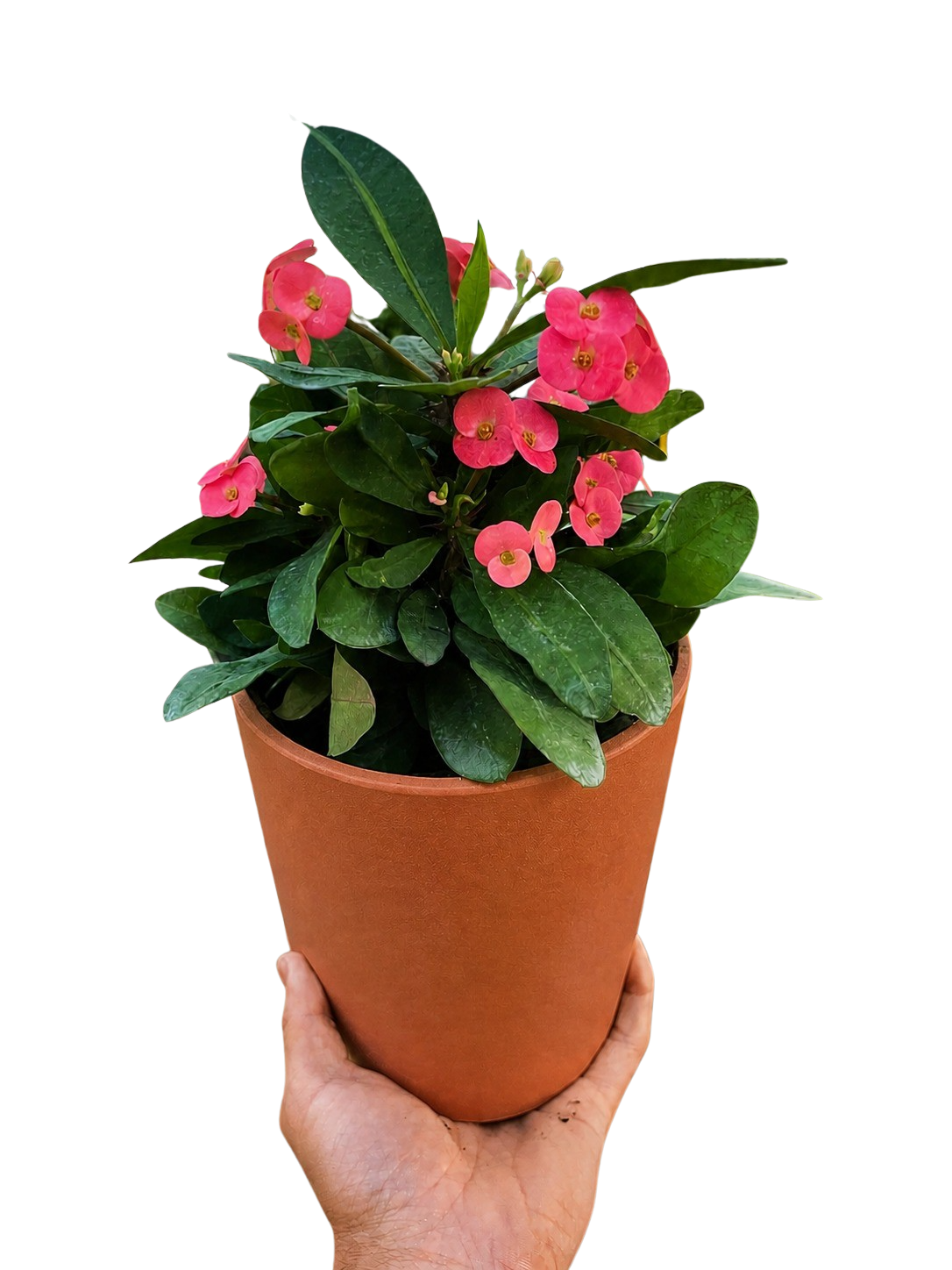 Crown of Thorns - photo 8