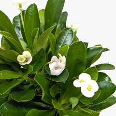 Crown of Thorns - photo 4