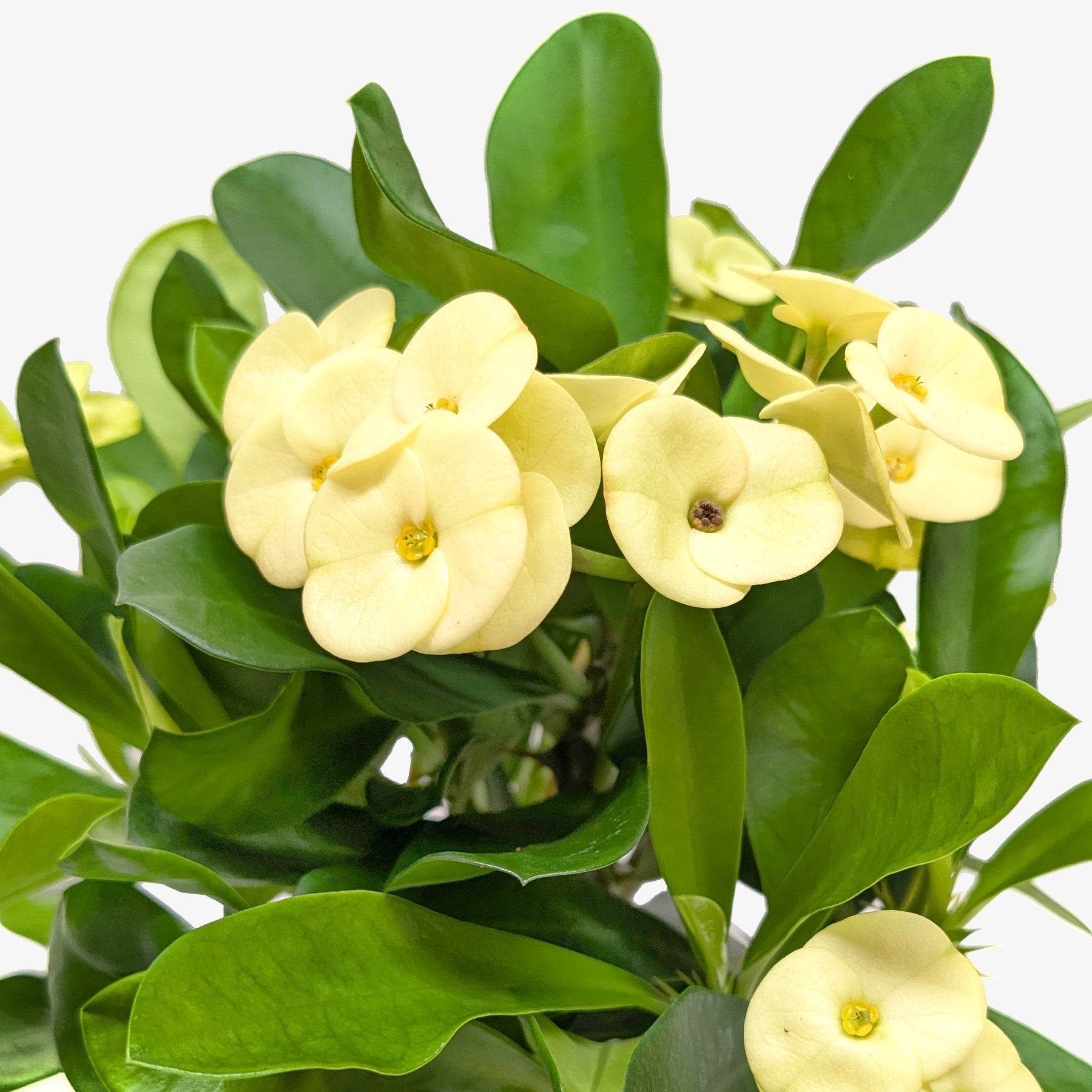 Crown of Thorns - photo 2