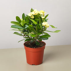 Crown of Thorns live houseplant