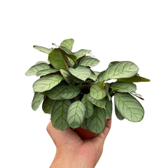 Ctenanthe burle-marxii 'Amagris' live houseplant