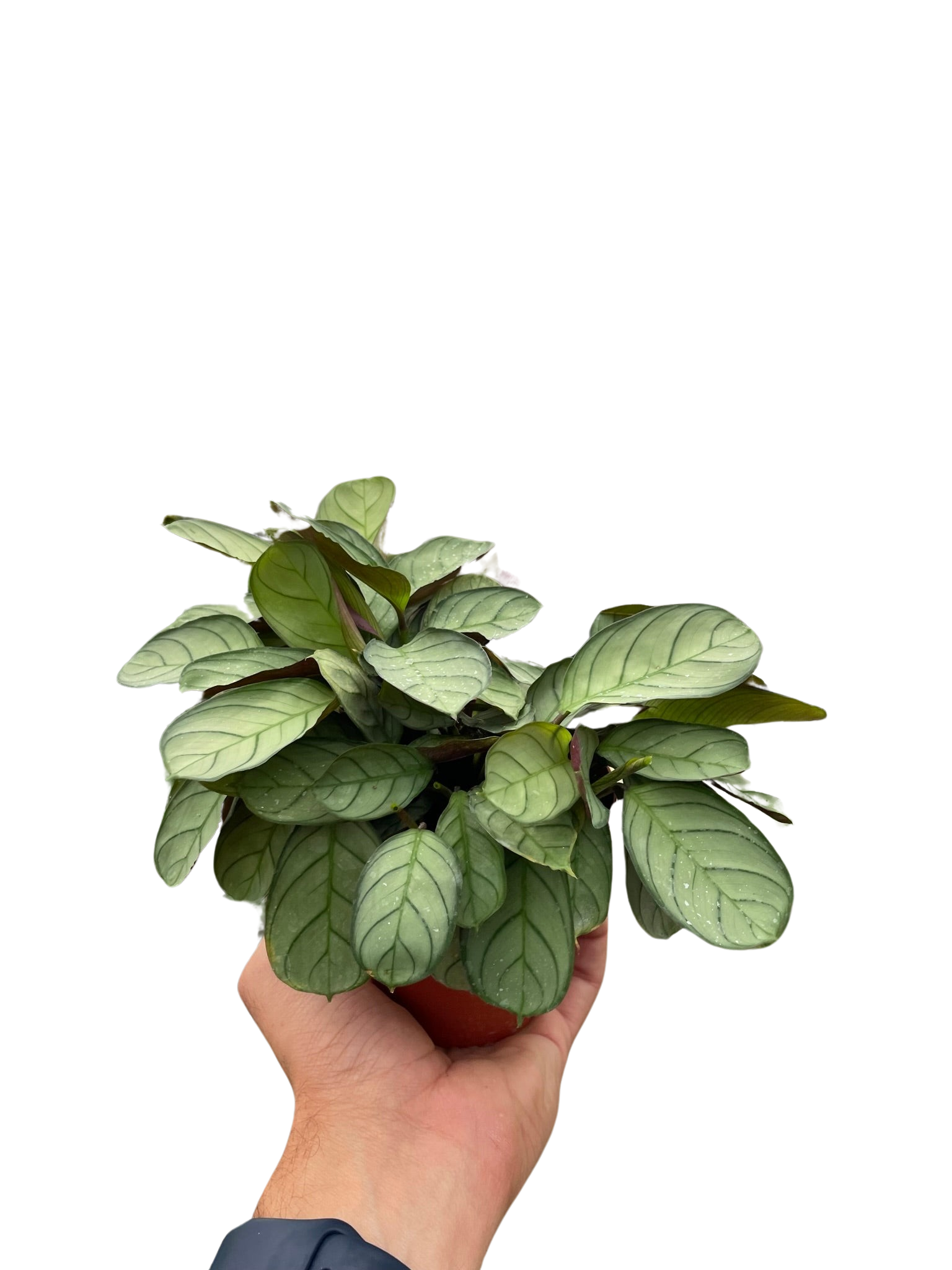 Ctenanthe burle-marxii 'Amagris' - photo 3