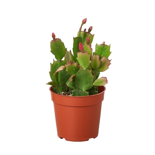 Zygocactus 'Christmas Cactus' live houseplant