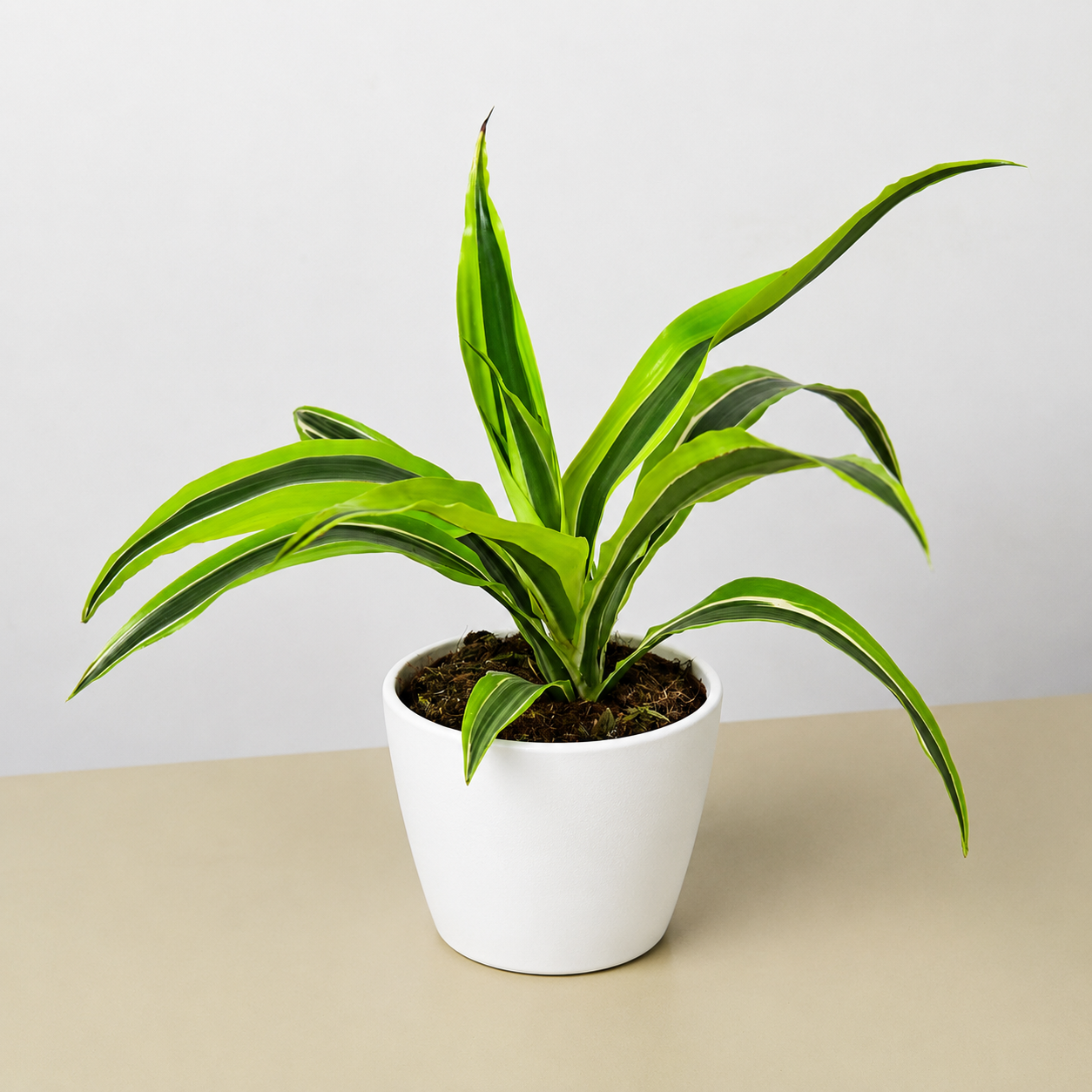 Dracaena 'Lemon Lime' - photo 8