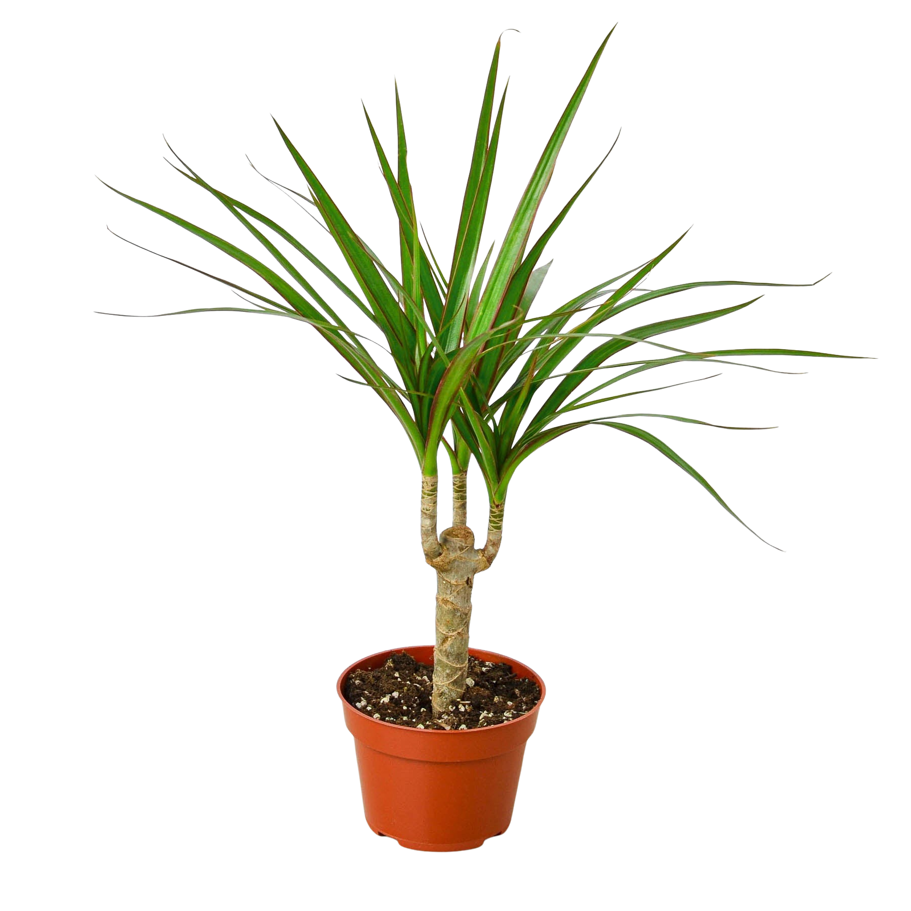 Dracaena 'Marginata Cane' live houseplant