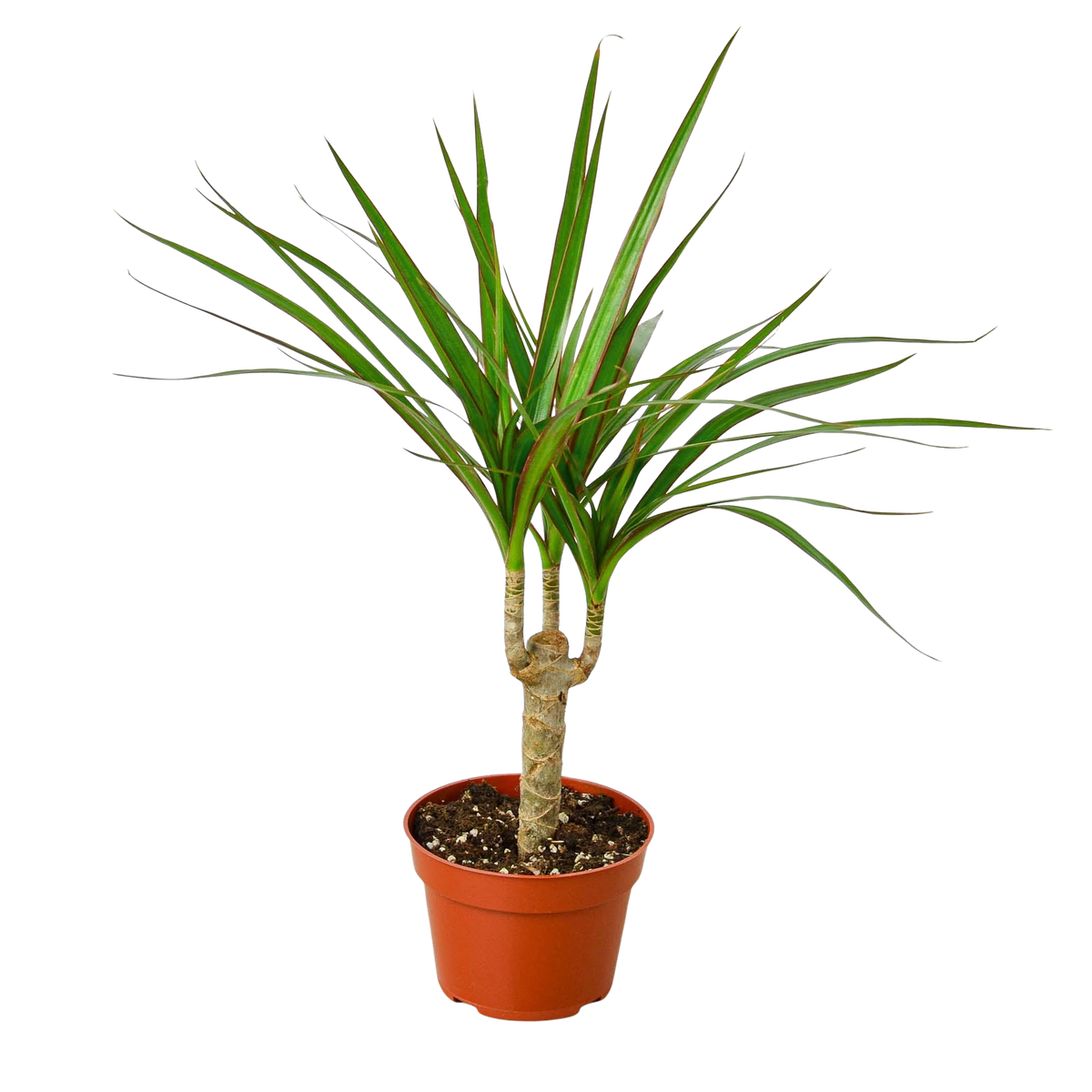 Dracaena 'Marginata Cane' live houseplant