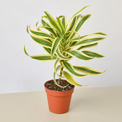 Dracaena Song of India - part of the Low Light Room Set
