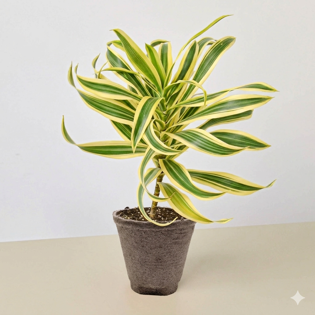 Dracaena Song of India - photo 8