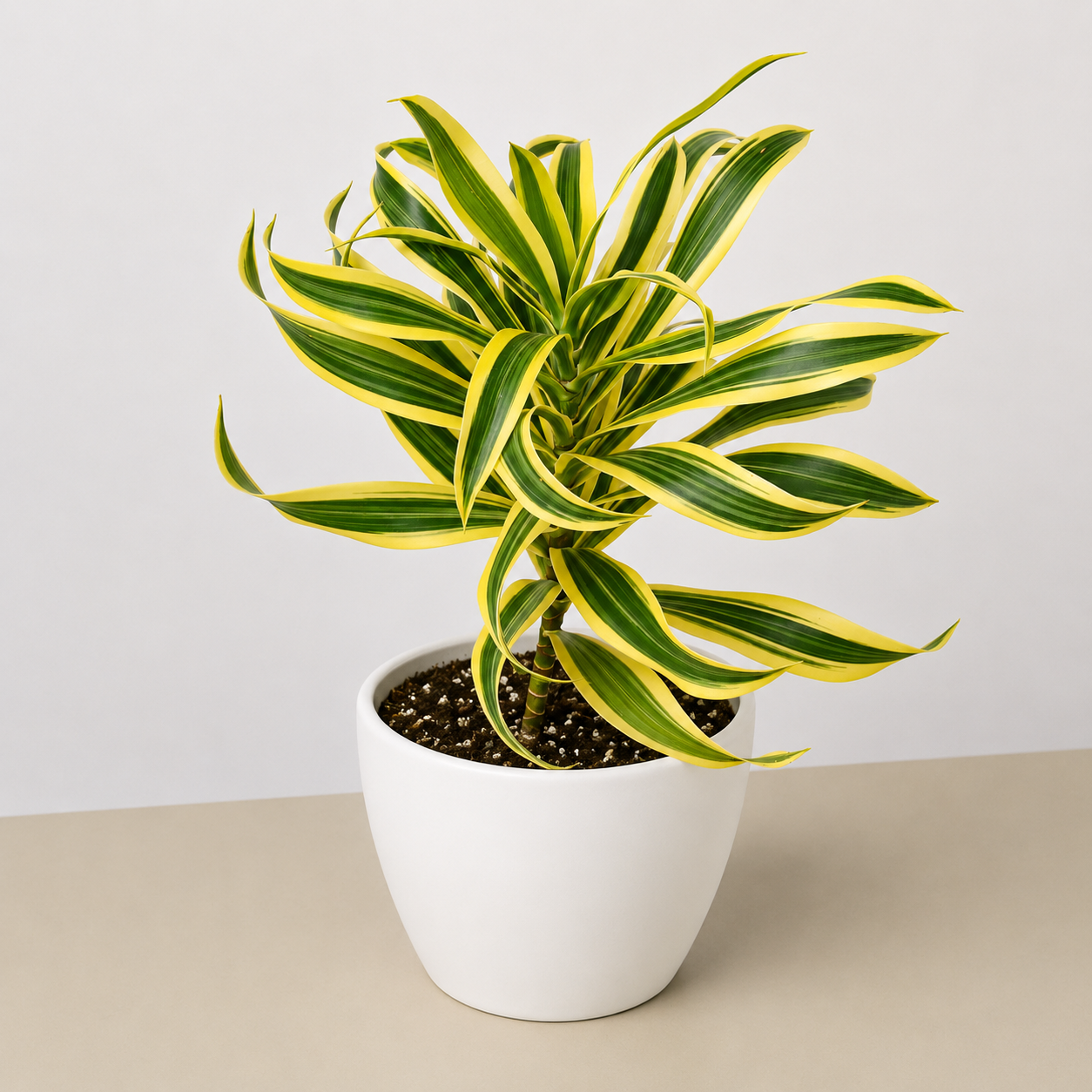 Dracaena Song of India - photo 7