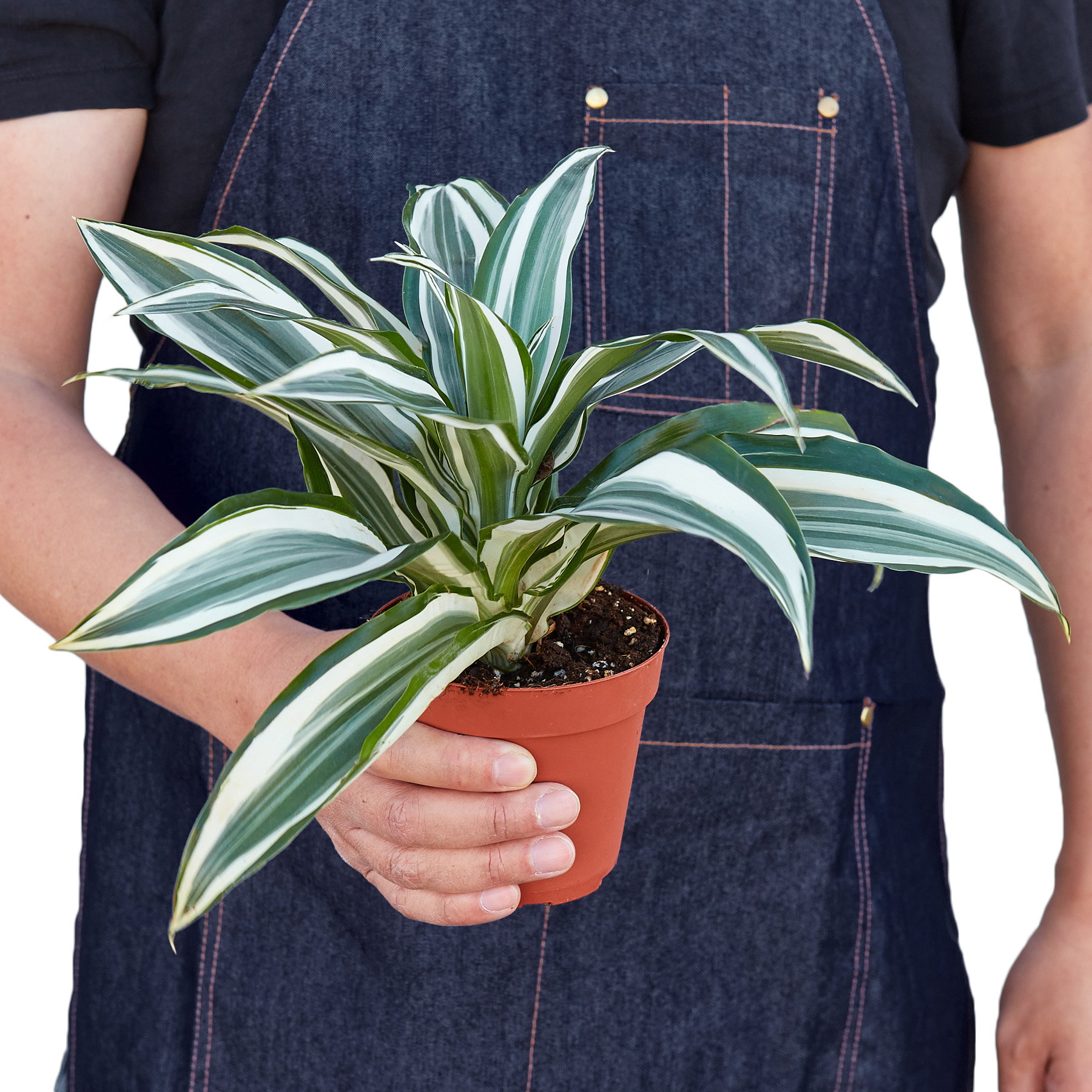 Dracaena 'Warneckii White Jewel' - photo 4