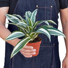 Dracaena 'Warneckii White Jewel' - photo 4