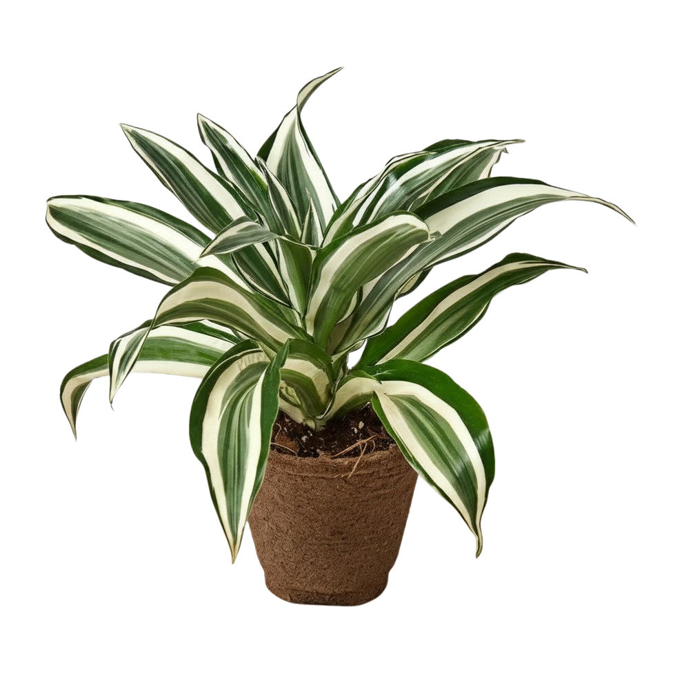 Dracaena 'Warneckii White Jewel' - photo 8