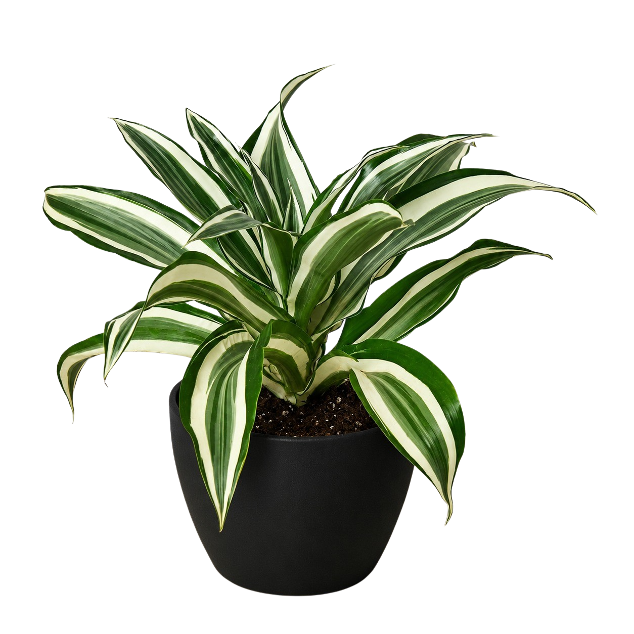 Dracaena 'Warneckii White Jewel' - photo 6