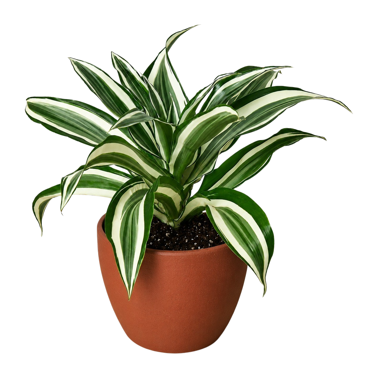 Dracaena 'Warneckii White Jewel' - photo 5