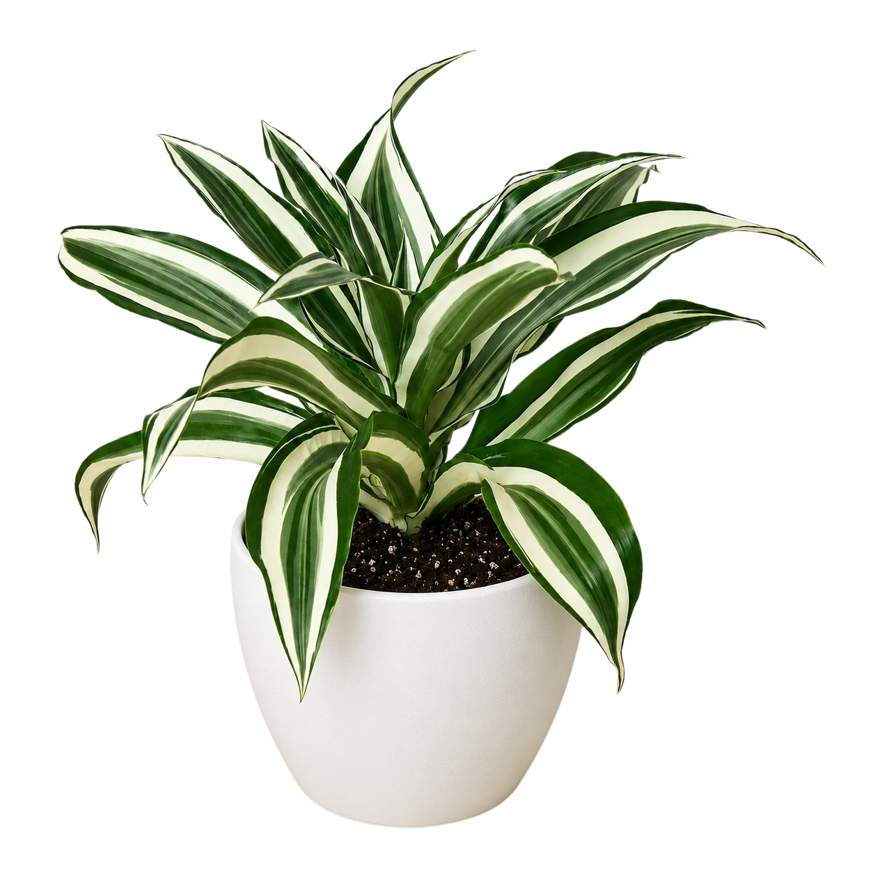 Dracaena 'Warneckii White Jewel' - photo 7