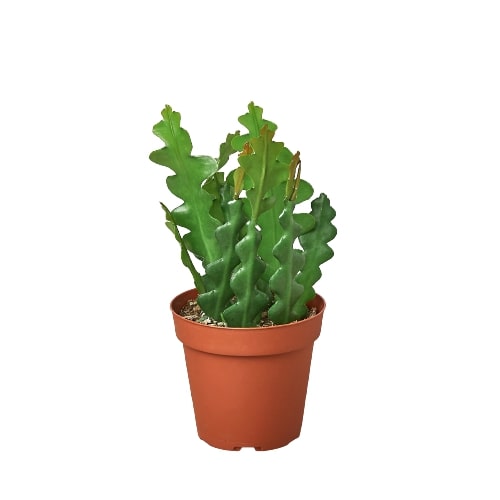 Epiphyllum 'Ric Rac' Cactus - photo 3
