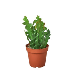 Epiphyllum 'Ric Rac' Cactus - photo 3