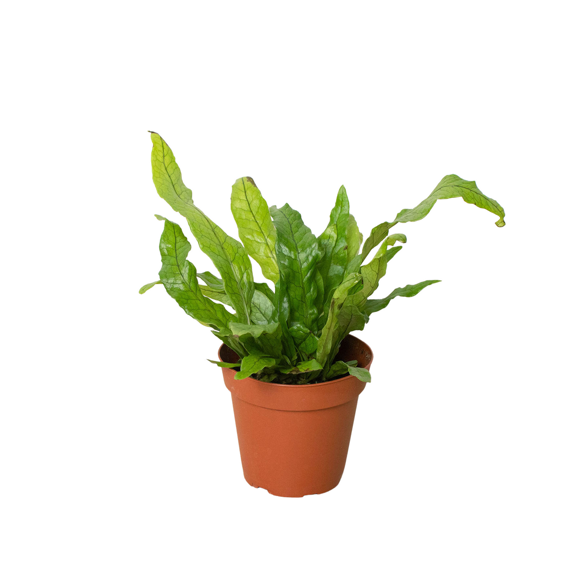 Fern 'Crocodile' live houseplant