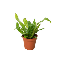 Fern 'Crocodile' live houseplant