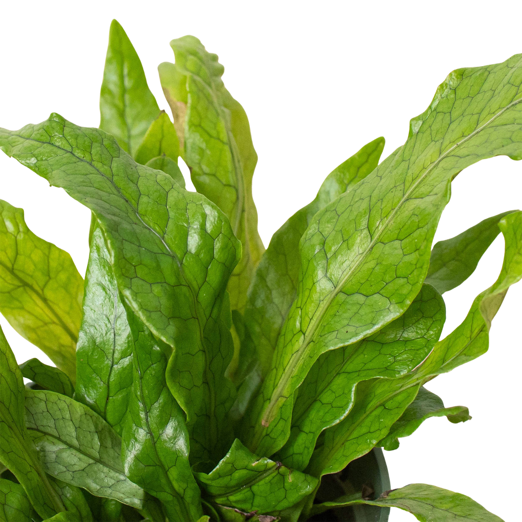 Fern 'Crocodile' - photo 4