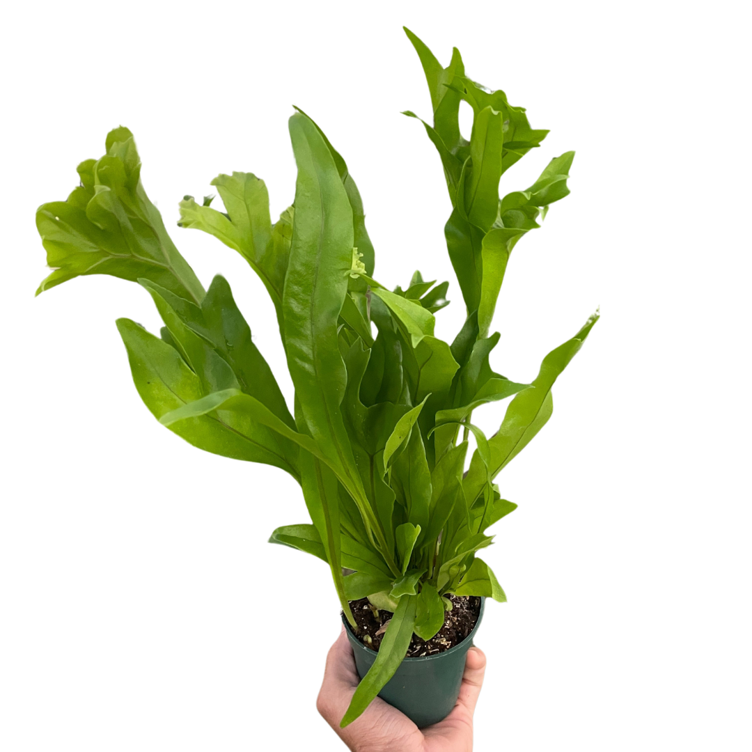 Fern 'Green Flame' live houseplant