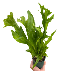 Fern 'Green Flame' live houseplant