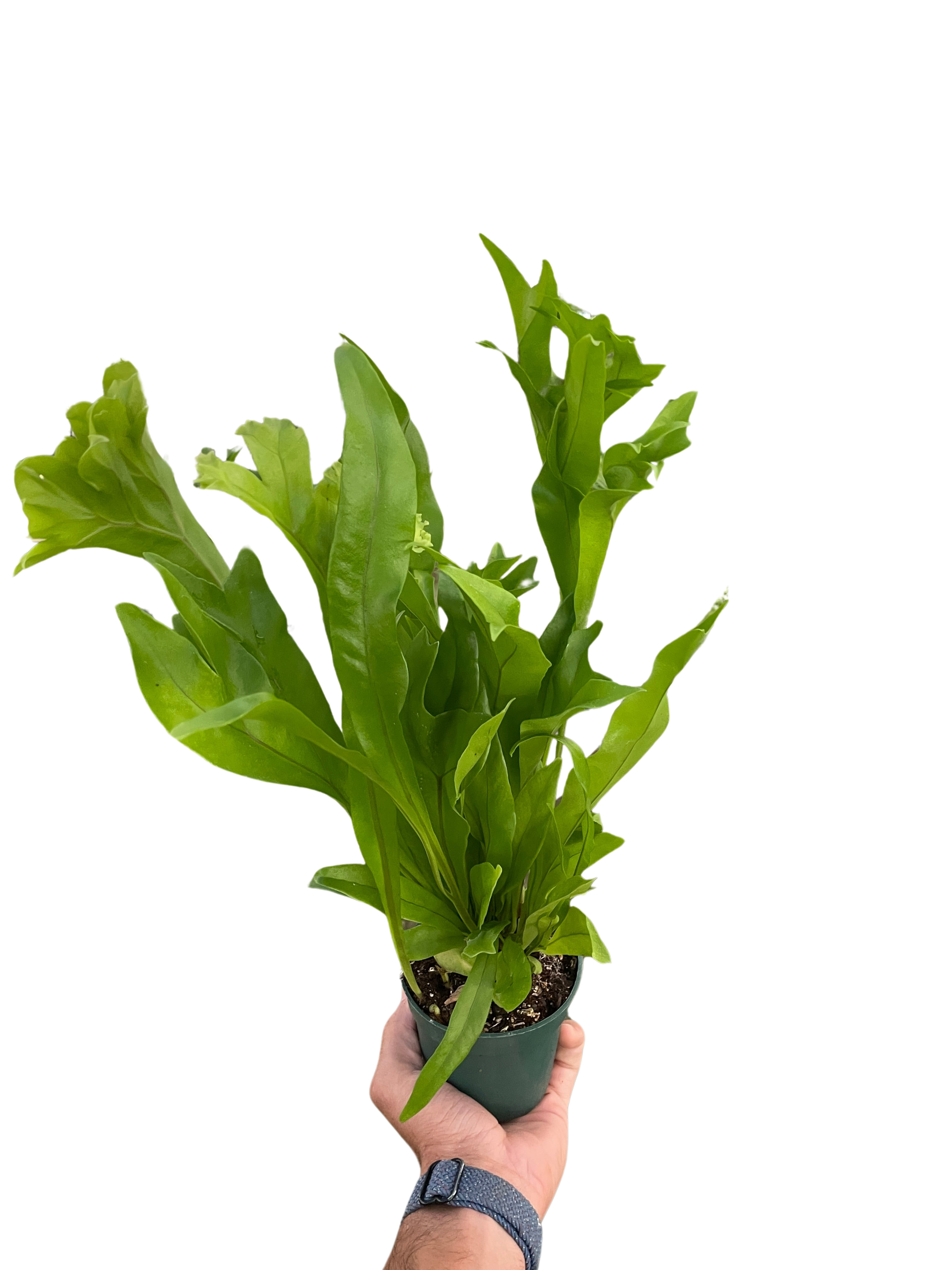 Fern 'Green Flame' - photo 3