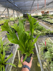 Fern 'Green Flame' - photo 2