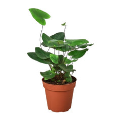 Fern 'Heart' live houseplant