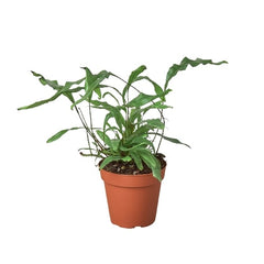 Fern 'Kangaroo Paw' - photo 4