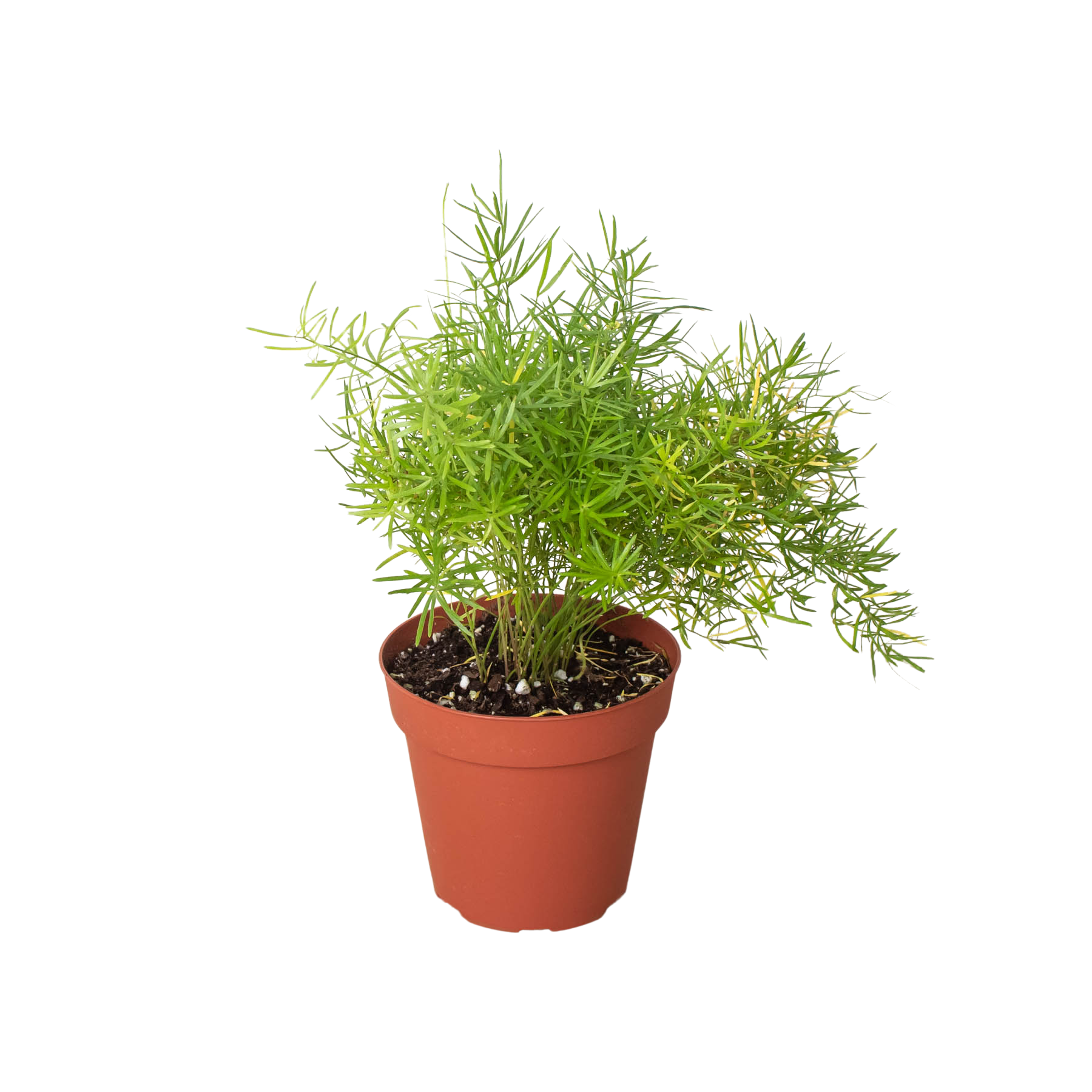 Fern 'Sprengeri' - photo 2